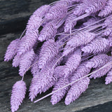 Phalaris Misty Lilas - Flores Secas - Atelier do Sabão