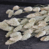 Phalaris Natural - Flores secas - Atelier do Sabão