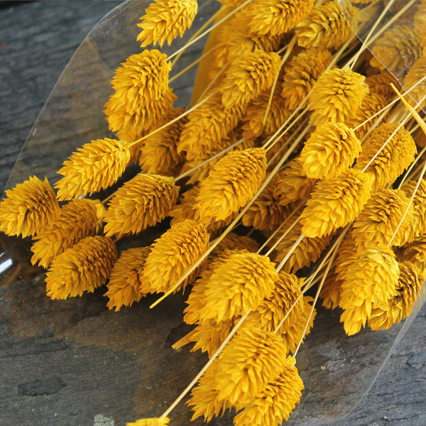 Phalaris amarelo - Flores secas - Atelier do Sabão