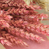 Tarwe - Espiga Natural - Flores secas - Atelier do Sabão