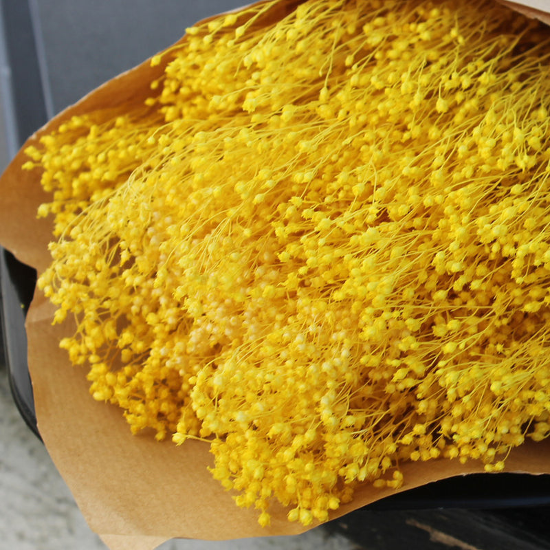 Flores secas - Broom bloom Natural - Atelier do Sabão