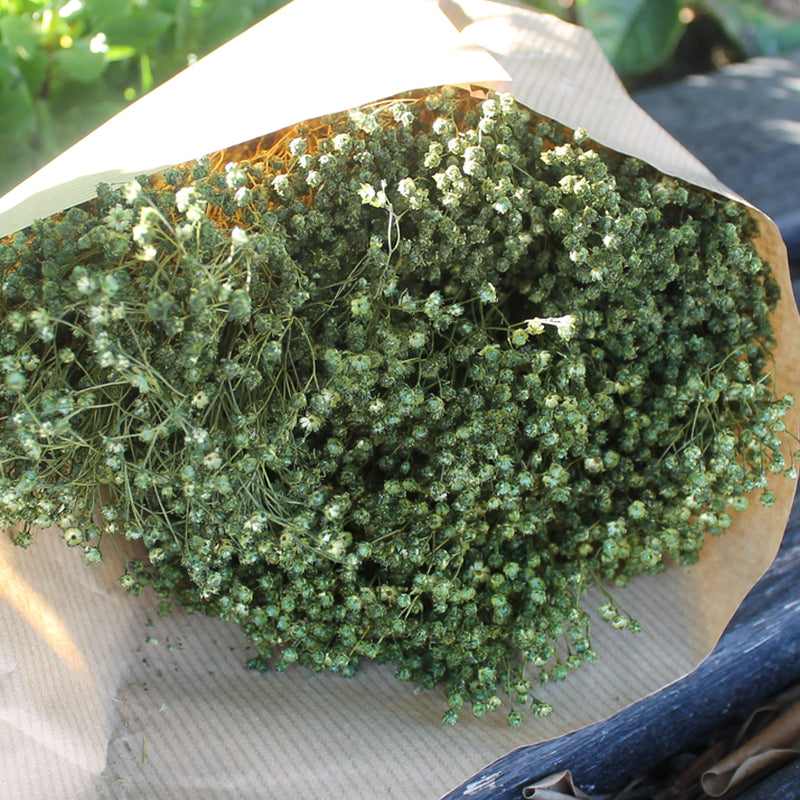 Broom bloom Natural Verde - Flores Secas - Atelier do Sabão